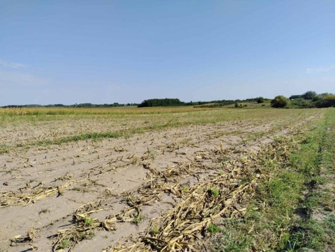 Plac, Tavankut, 15.06a (ID: 115271) | Nekretnine Subotica