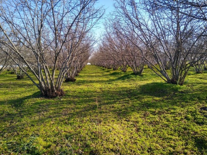 Plac, Senćanski Put, 70a (ID: 112356) | Nekretnine Subotica