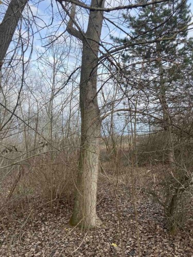 Plac, Tiha, 15a (ID: 117392) | Nekretnine Subotica