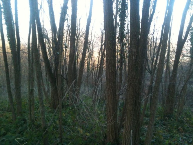 Plac, Srpski Šor, 60a (ID: 104452) | Nekretnine Subotica