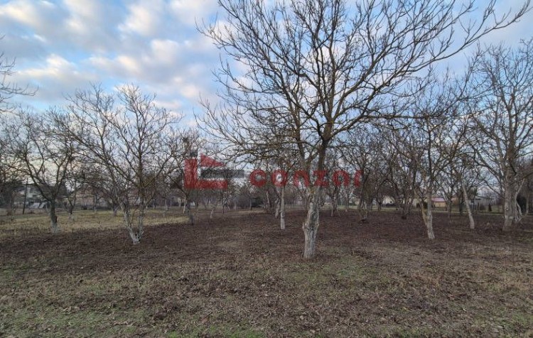 Plac, Palić, 7.69a (ID: 116584) | Nekretnine Subotica