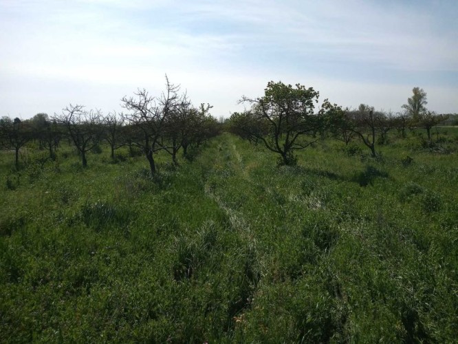 Plac, Radanovac, 107.54a (ID: 100593) | Nekretnine Subotica