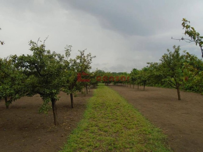 Plac, Makova Sedmica, 33.24a (ID: 109629) | Nekretnine Subotica