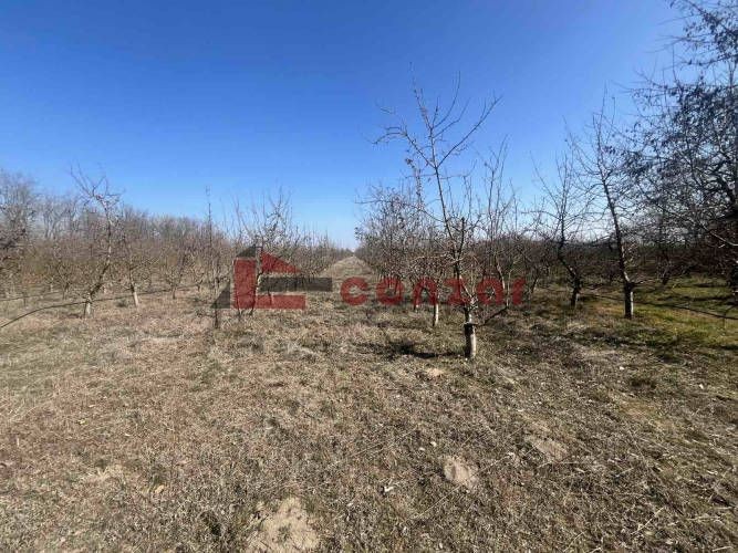 Plac, Tavankut, 197.73a (ID: 103702) | Nekretnine Subotica