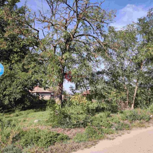 Plac, Kelebija, 5.02a (ID: 115731) | Nekretnine Subotica