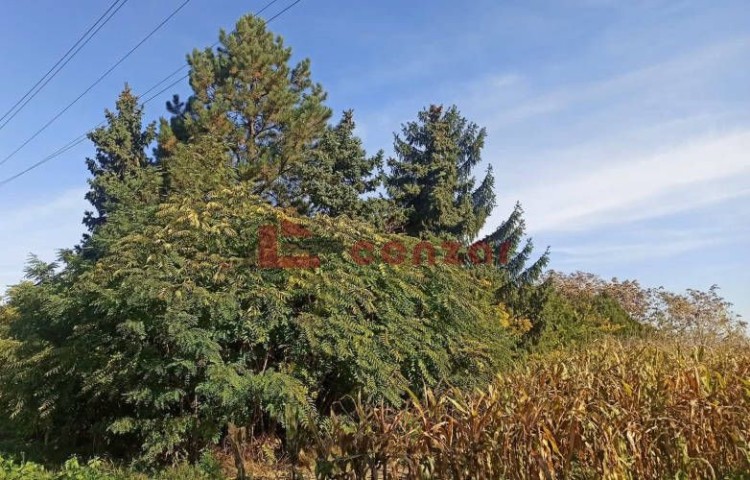 Plac, Palić, 6.76a (ID: 104865) | Nekretnine Subotica