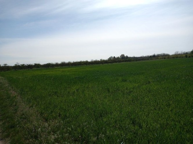 Plac, Radanovac, 107.54a (ID: 116960) | Nekretnine Subotica