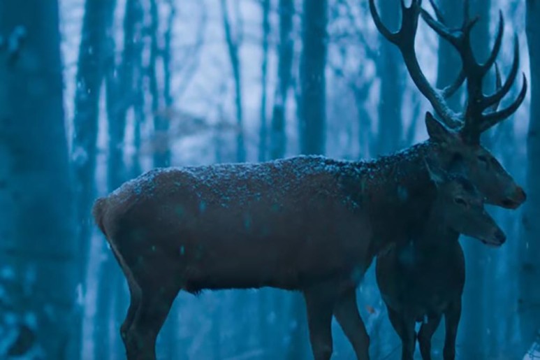 Film: Na telu i duši