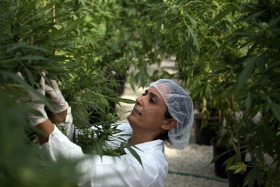 Radna soba: (R)evolucija svesti  - Legalizacija kanabisa u medicinske svrhe