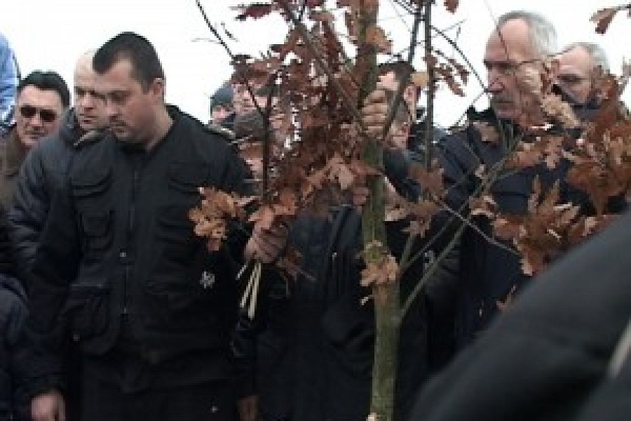 Seča Badnjaka