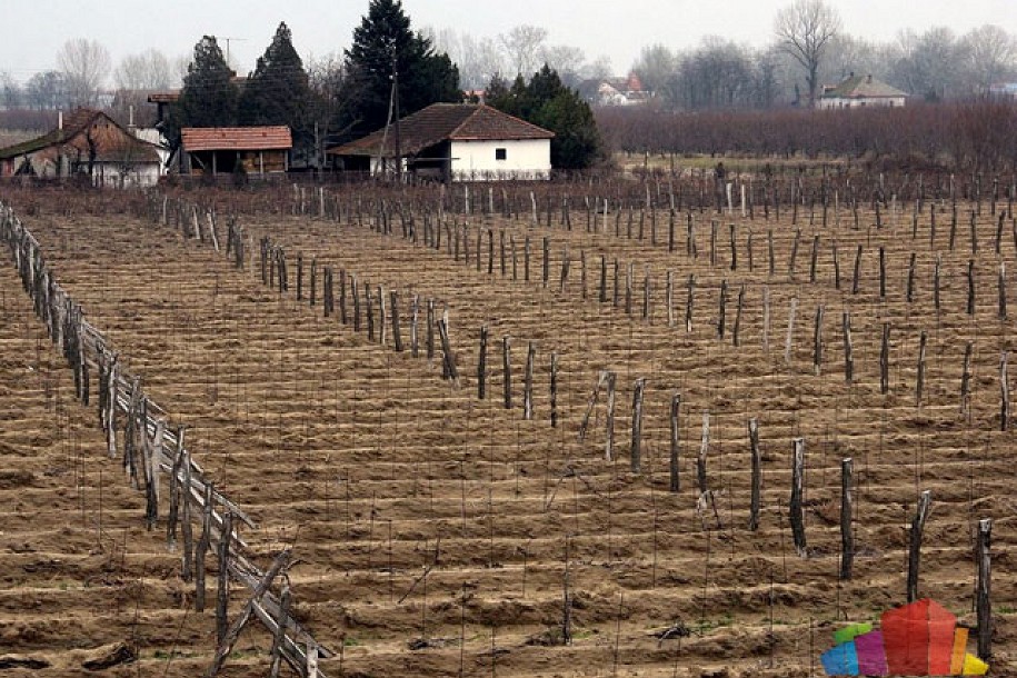 Vinari očekuju dobar rod loze
