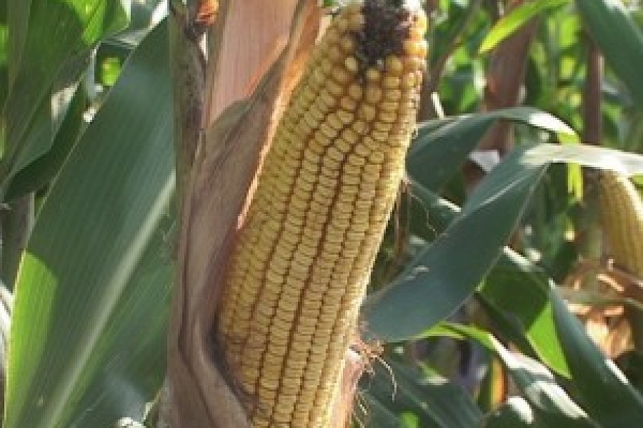 Otkupljeno 47.000 tona kukuruza