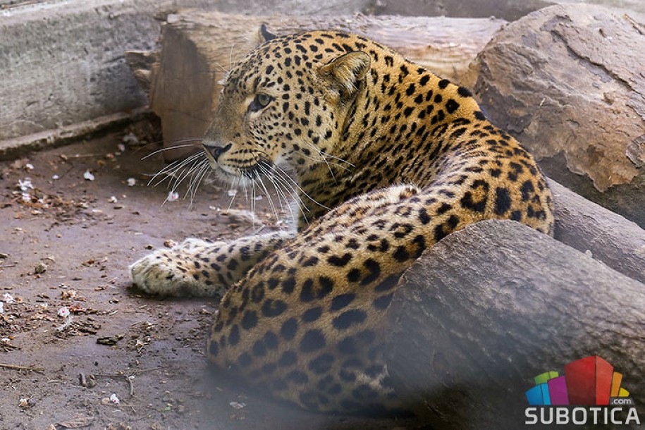 Persijski leopard Simba novi stanovnik Zoo vrta