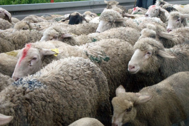 Kod Rančeva pronađene ukradene ovce, priveden kradljivac