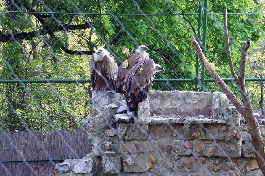 Beloglavi sup - nova vrsta u Zoo vrtu Palić