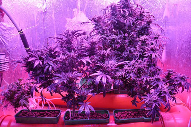 Otkrivena laboratorija za uzgoj marihuane, uhapšena jedna osoba