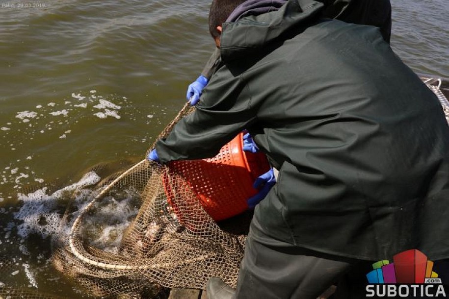 U Palićko jezero pušteno 150 kilograma soma