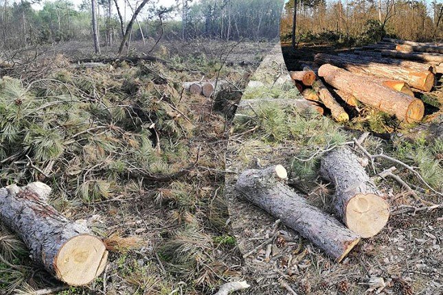 Seča šume na Tresetu uznemirila građane, nadležni tvrde da je planski i da se paralelno radi na pošumljavanju