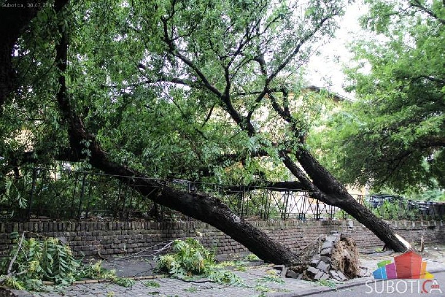 U jučerašnjem nevremenu najviše poziva zbog polomljenih grana i izvaljenih stabala