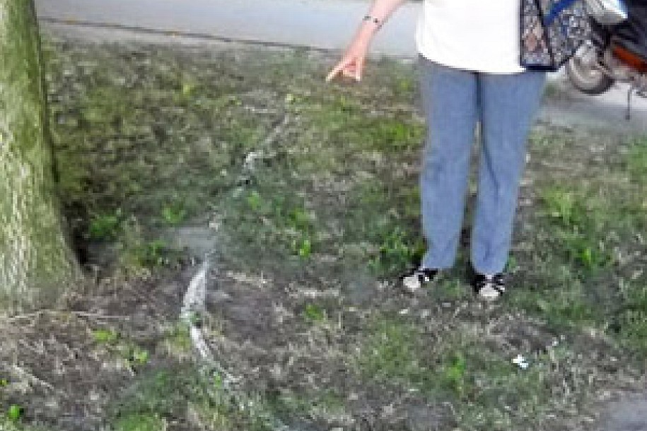 Neobične bele niti plaše Subotičane