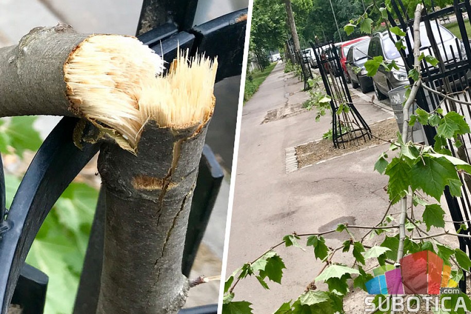 Polomljeni mladi platani na Radijalcu