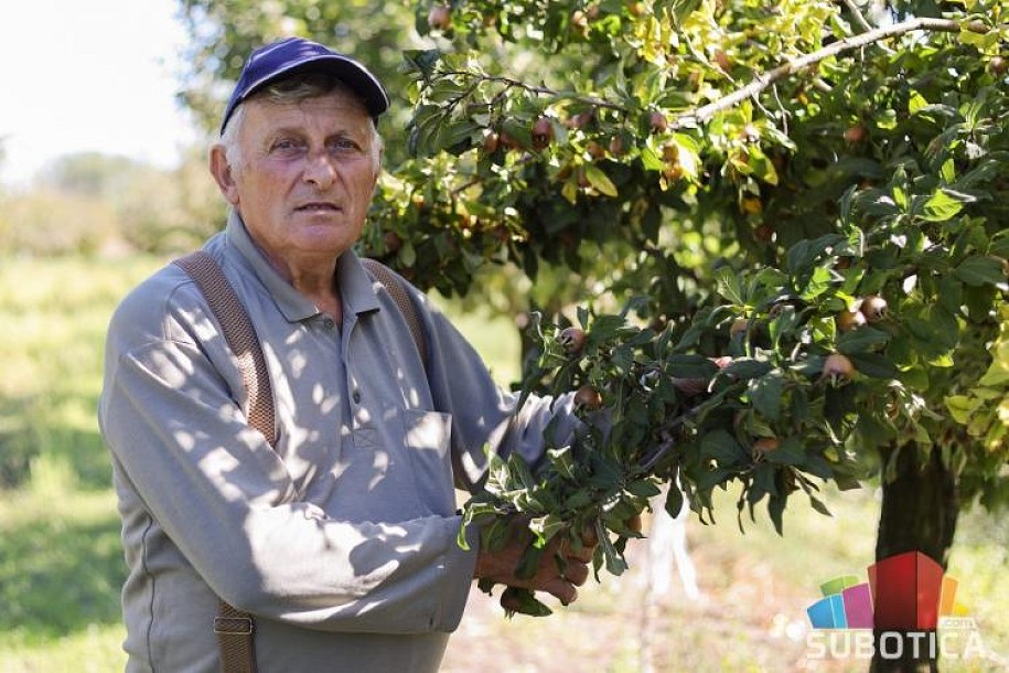Crna zova i mušmule - nepravedno zaboravljene kulture opstaju na imanju porodice Šerfeze