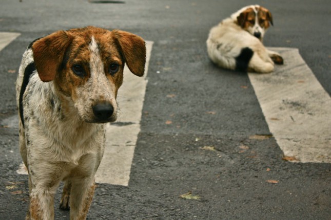 Podneto 250 prijava protiv nesavesnih vlasnika pasa