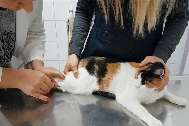 U toku prijave za besplatnu sterilizaciju vlasničkih pasa i mačaka