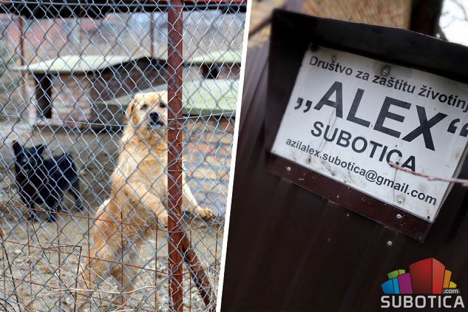 Optužbe na račun azila "Aleks" (ne)osnovane