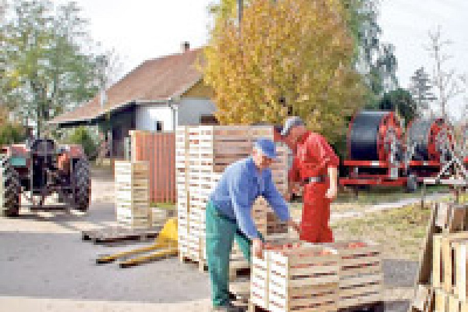 Jabuke iz Bačke putuju u Rusiju