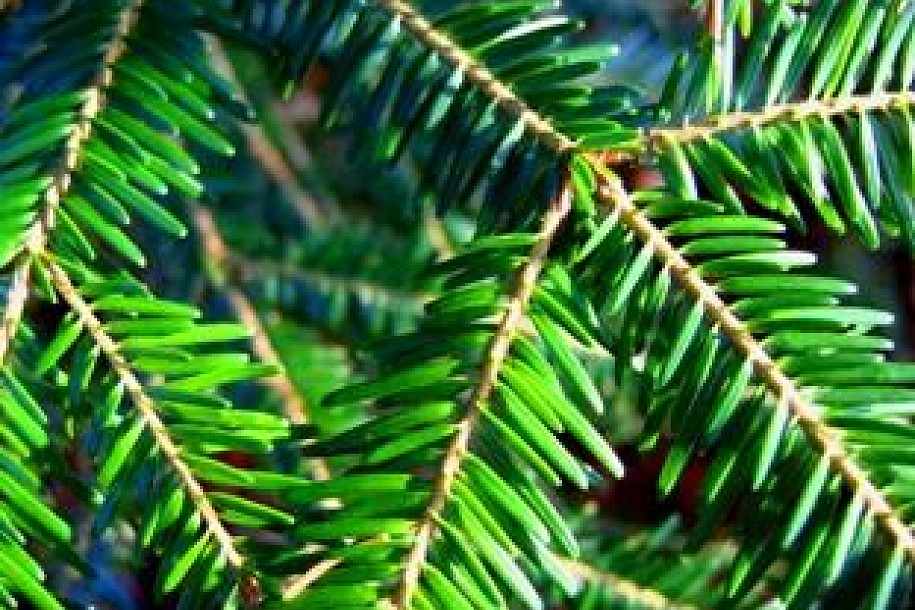 Spasavanje jelki od masakra