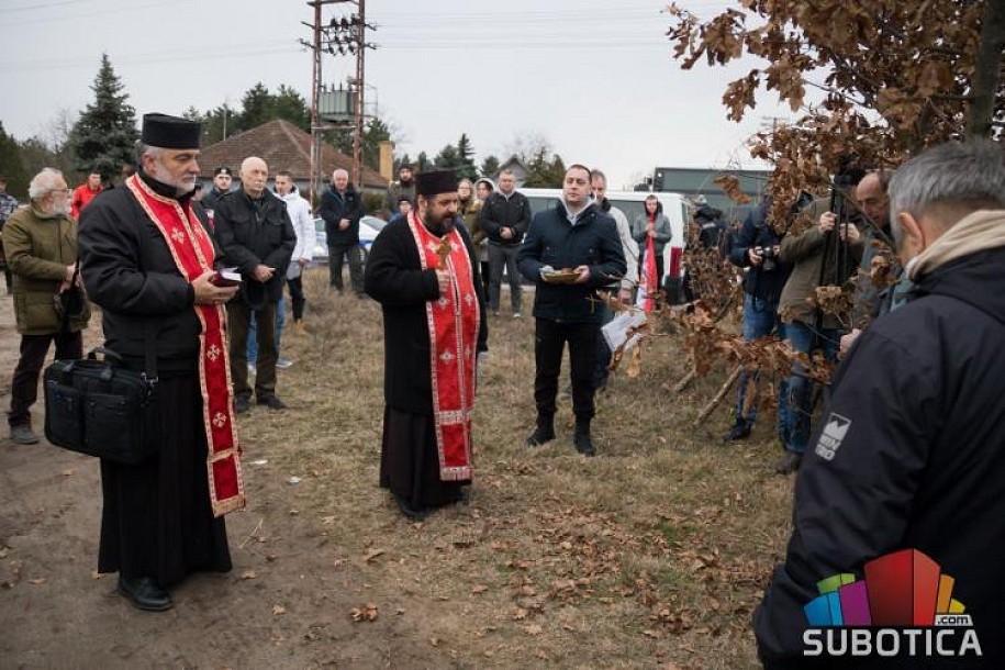 Tradicionalna seča badnjaka u Subotici
