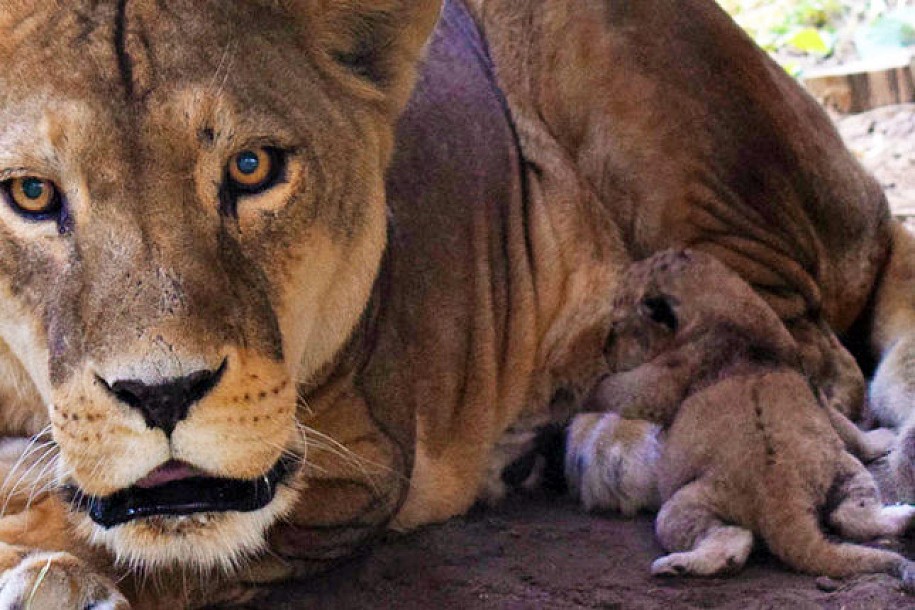 Prinova u Zoo vrtu - kraljevska porodica dobila novog člana