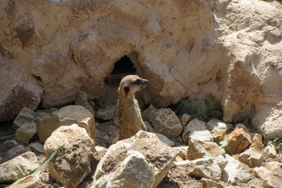 Merkati - novi stanovnici Zoološkog vrta na Paliću