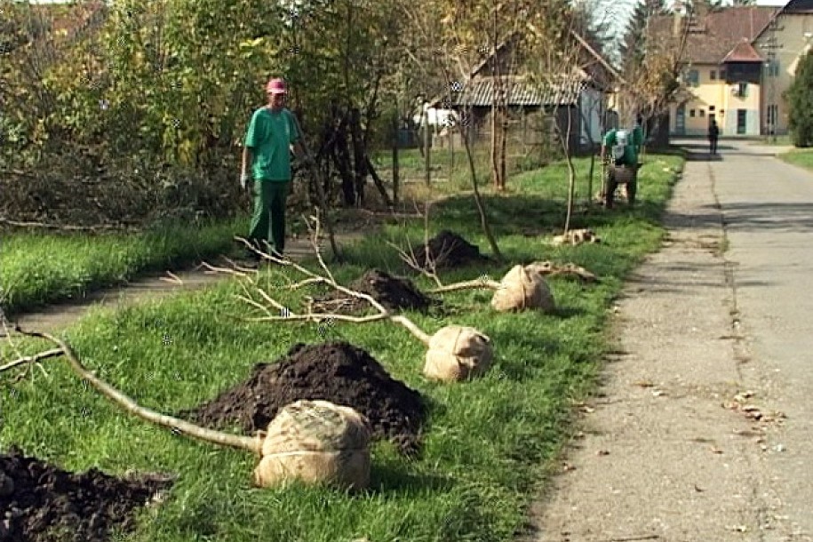 Ozelenjavanje Mesne zajednice Novi Žednik