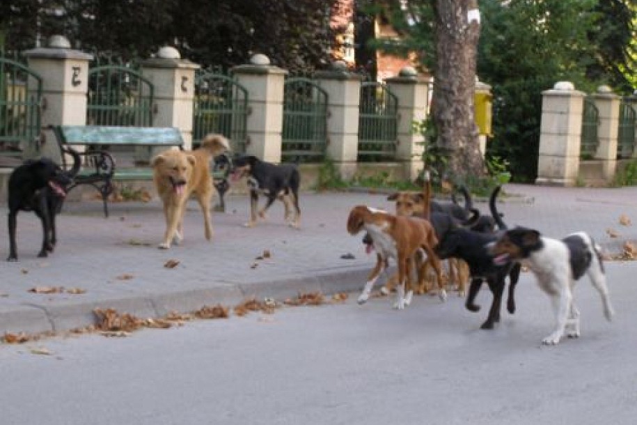 Umesto pasa, zatvaraju azil!