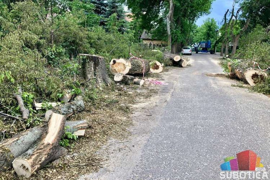 Drvored u Jezerskoj ulici posečen iz bezbednosnih razloga, na jesen nove sadnice jasena ili klena