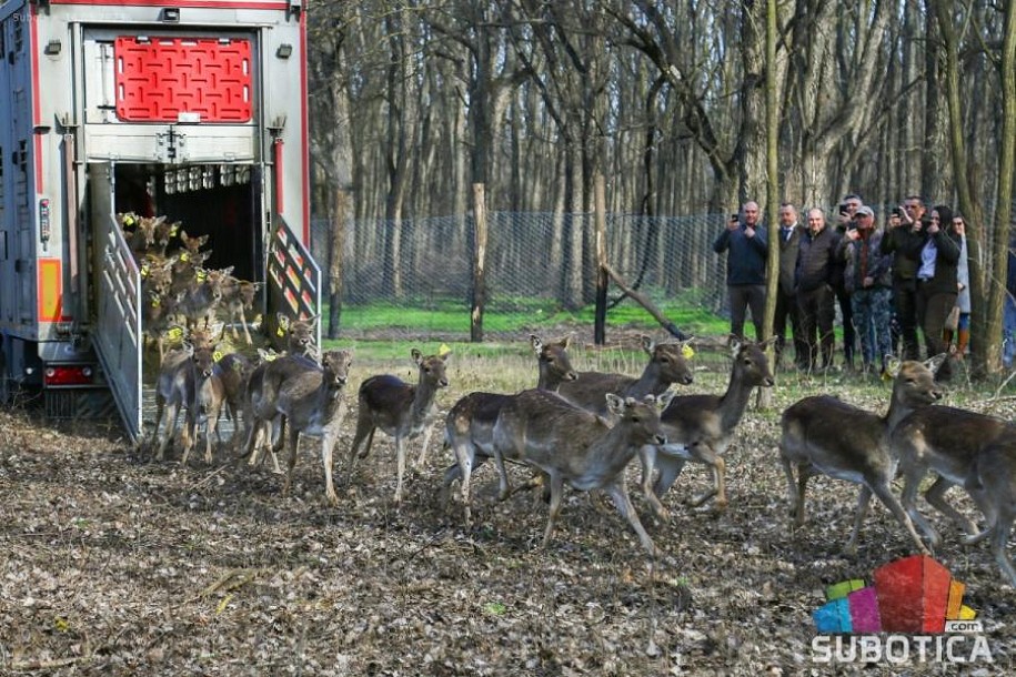 U lovište "Subotičke šume" pušteno 30 muflona i 30 jelena lopatara