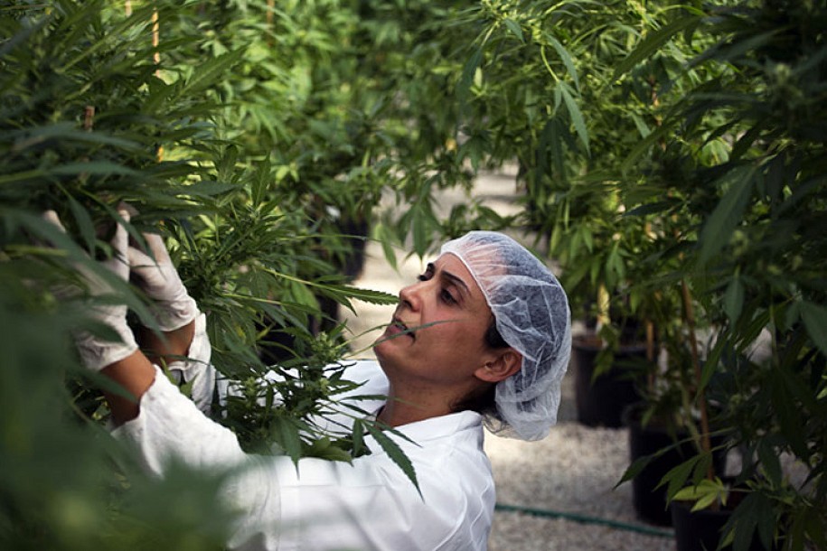 (R)evolucija svesti: "Legalizacija kanabisa u medicinske svrhe"