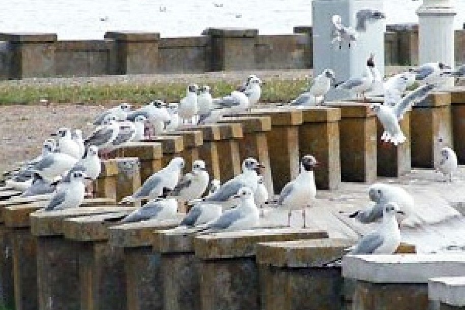 Palićki galebovi umiru