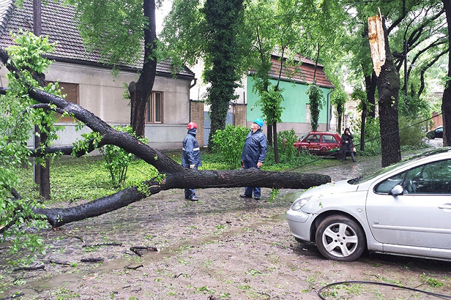 Građani pohvalili agilnost terenskih radnika Elektrovojvodine i JKP "Čistoća i zelenilo"