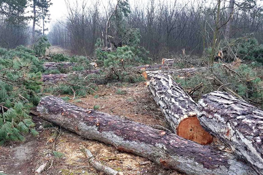 Seča drveća u okolini grada odvija se u skladu sa planskim dokumentima, uklonjena stabla zameniće nove sadnice