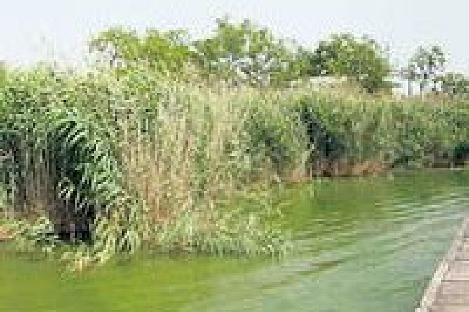 Žetva trske po ledu