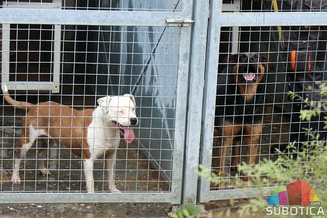 Dan napuštenih životinja - u Prihvatilištu 290 pasa čeka udomitelje