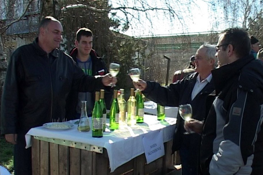 Vinova loza ponovo osvaja Tavankut