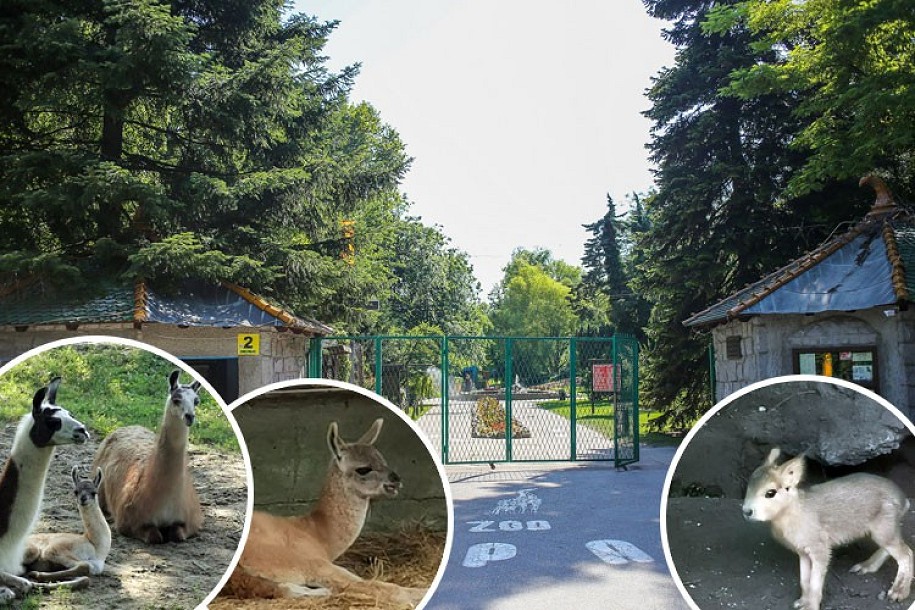 U Zoo vrtu sve vrvi od života