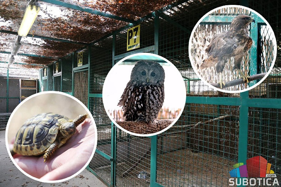 Zoo vrt na Paliću sigurna kuća za divlje životinje