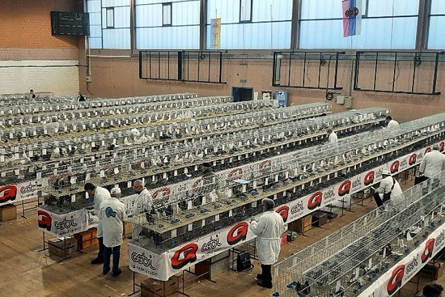 Subotičani izlagali i osvajali značajna priznanja na 45. Sajmu peradarstva i Prvenstvu Srbije sitnih životinja