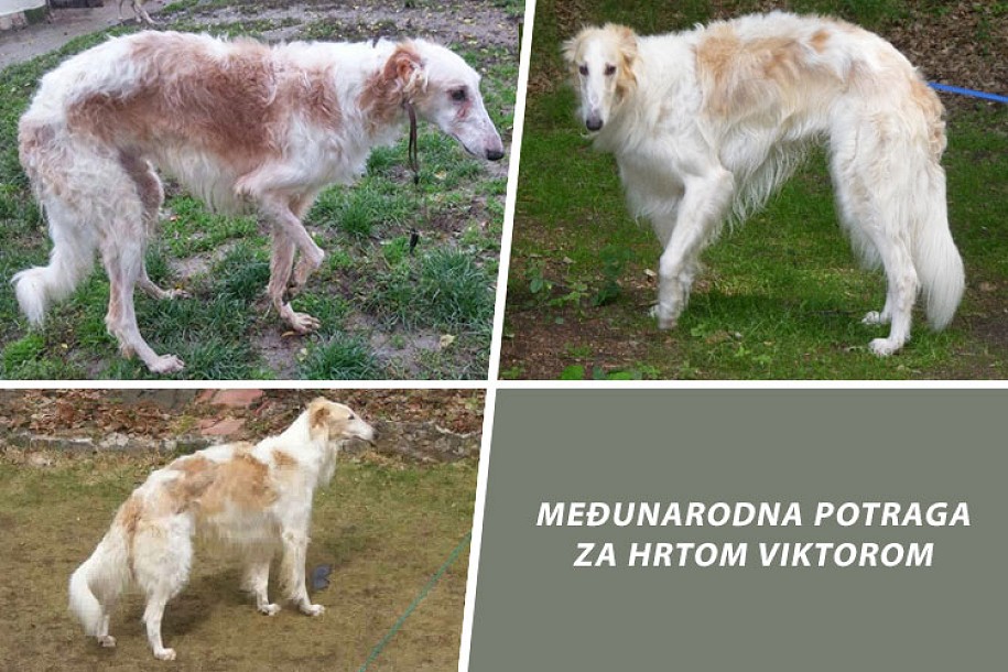 Međunarodna potraga za hrtom Viktorom