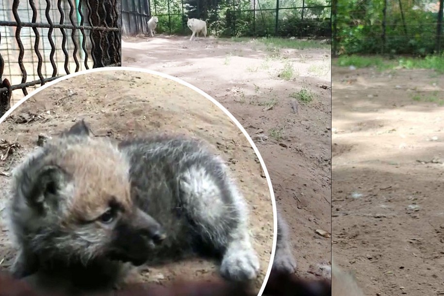 Dva mladunca arktičkog belog vuka prinove u zoo-vrtu